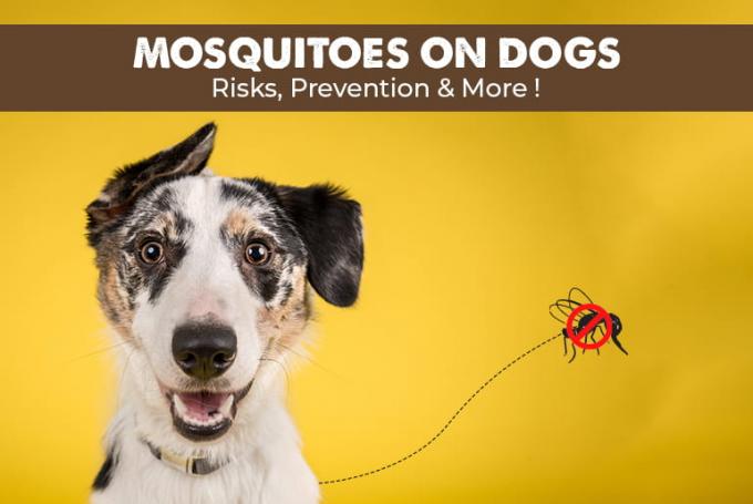 Canadapetcare Dog Health Care Mosquito Prevention Heartworm Prevention