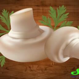 Mushroom Project Consultancy | Mushroom Machines