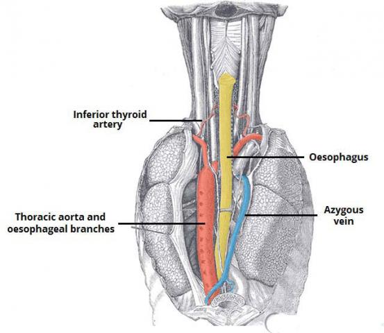  Oesophagus Cancer Treatment in India - Healing Touristry