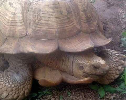 The oldest Tortoise in Africa, Alagba living in Ogbomoso&#039;s palace dies aged 344