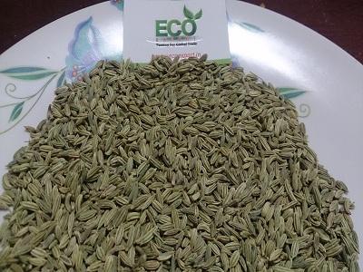 Fennel Seeds|PMIP