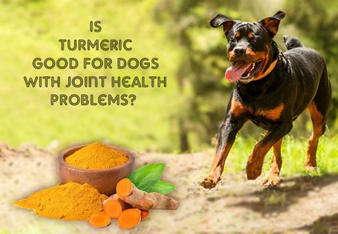 Is Turmeric Good for Dogs with Joint Health Problems?