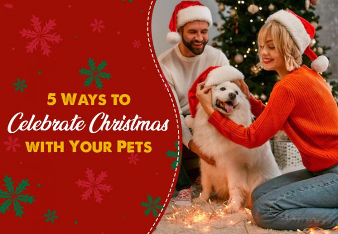 5 Ways to Celebrate Christmas with Your Pets