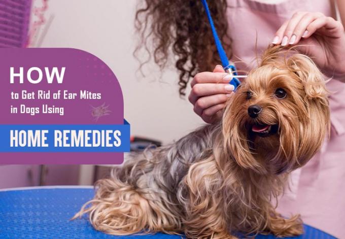 How to Get Rid of Ear Mites in Dogs Using Home Remedies