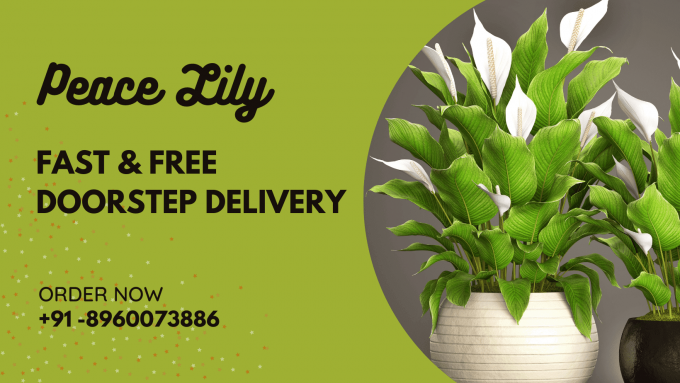 4 Reasons to Get Peace Lily for Your Home