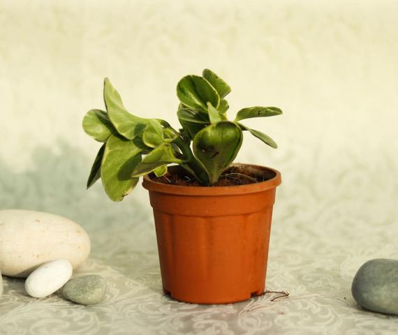 Peperomia Variegated Plant