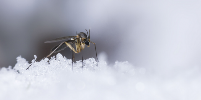 Fight the Cold, Mosquito Prevention Tips to Last all Winter