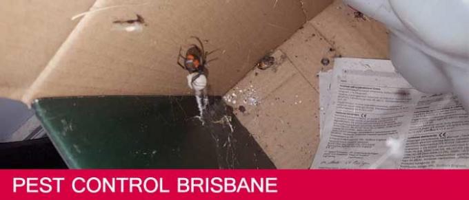 Pest Control Brisbane | 1800 339 712 | Local Pest Controller