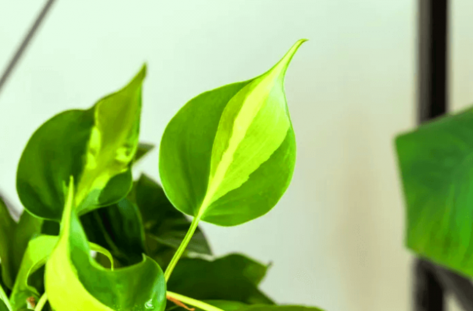 Philodendron Brasil - A Complete Guide To Care And Grow : Gardening Mantras