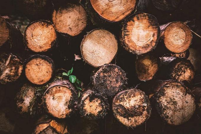 Placerville Tree Service | Tree Removal | Tree Trimming