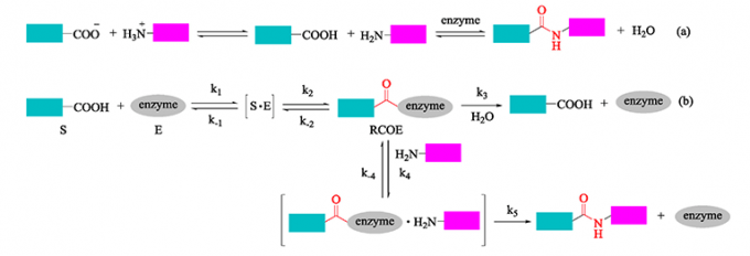 Peptide-enzyme Conjugation - Creative Peptides