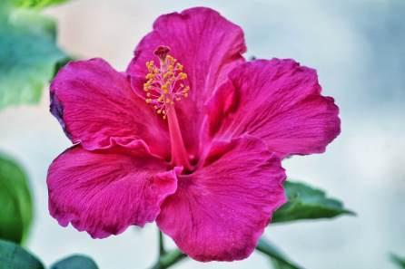 Fertilizer For Hibiscus Plant