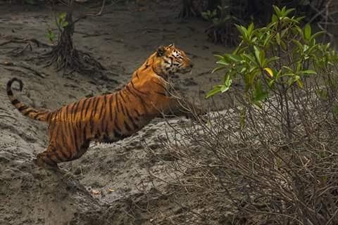 Sundarban Tour with Royal Bengal Tiger