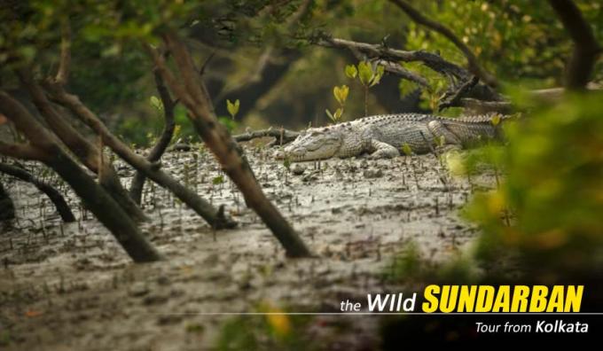 Sundarban Package Tour Booking