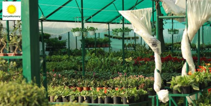 Best Plant Nursery in Chandigarh