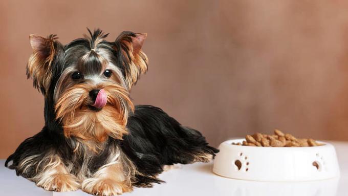Best Dog Food for Yorkie Puppies