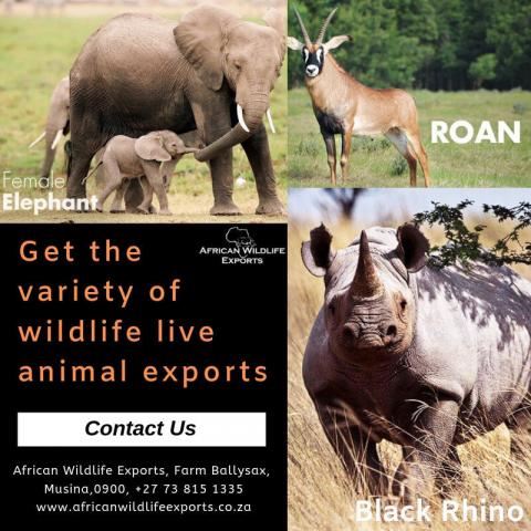 Wildlife live animal exports South Africa 