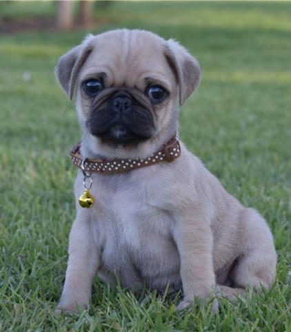 Waaba Pugs | Available Waabapugs Puppies For Sale