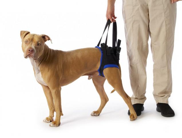 Dog Rear Lift Harness For Handicapped Dog