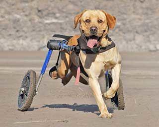 Wheelchairs For Dogs With Disabilities - Mobility Care