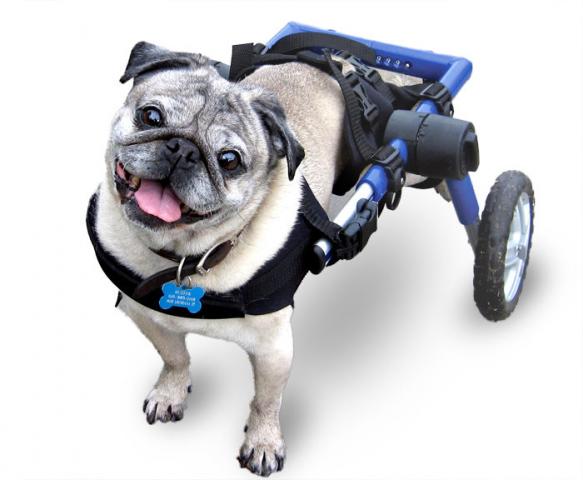 A Dog Wheelchair- When Your Best Friend Needs A Best Friend