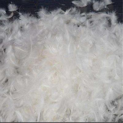 Premium White Duck Feather Supplier in UAE