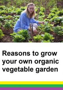 Reasons to Grow Organic Plants in Your Home Garden and Get the Benefits