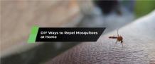 MDXConcepts — DIY Ways to Repel Mosquitoes at Home — MDX...