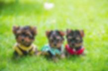 Teacup Yorkie Puppies For Sale | Wincy Yorkie’s Home