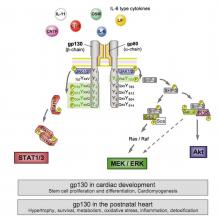 gp130 Detection Service - Biomarker