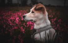 A Beginner’s Guide to Dog Collars: How to Choose the Best One for Your Dog - DogExpress