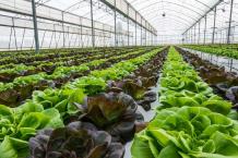 Best Vegetables to Grow in Greenhouses Tips