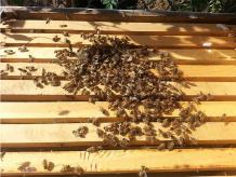 Affordable Bee Services, honey bee removal Chino Hills CA