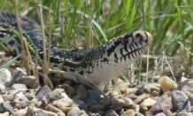 Bull Snake :Habitat, Appearance, Predators, Lifediv