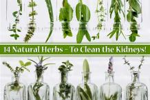 14 Natural Herbs – To Clean the Kidneys!