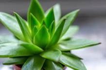  How To Choose And Cultivate Your Own Houseplants While Self Isolating		