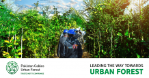 Urban Forest: Pakistan Cables Developed an Industrial Forest