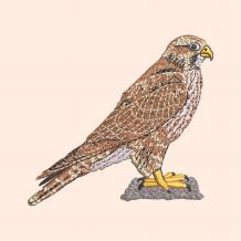 Bald Eagle Embroidery Design | Cre8iveSkill