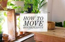 Plants Moving