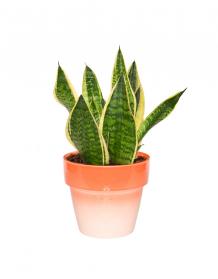 Sansevieria Plants