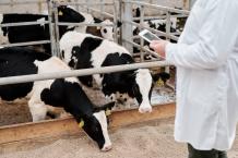 Balancing Act: Calcium Iodate's Influence on Animal Feed Formulation