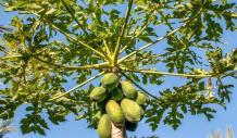 4 ways to Improve papaya | Tips to Improving papaya | How to grow papaya 