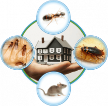 Pest Control Services in Chennai, Mosquito Netlon dealers, Safety Nets manufacturers in chennai, Sun Control Film suppliers in chennai