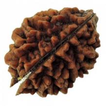 Rudraksha : Two Mukhi Online