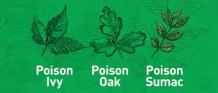 Poison Ivy, Oak &amp; Sumac : Symptoms, Treatment, Prevention