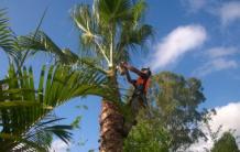 Approach Professionals for Gardening Purposes