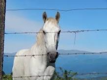 Safety Guide in Electric Horse Fencing - Mark Watson Blogs