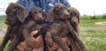 Get the Puppies for Sale in Texas!
