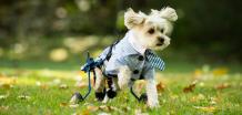 Dog Wheelchairs – A Big Boon - Barnettnce Diary