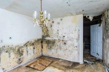 Titan Remediation Inc, mold remediation cost Fort Lauderdale FL